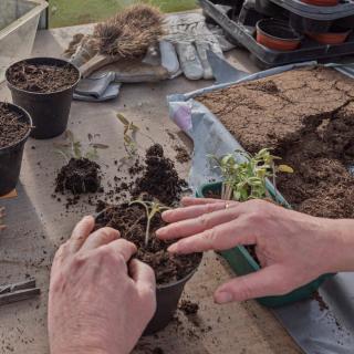 Seeds recovered from scrap