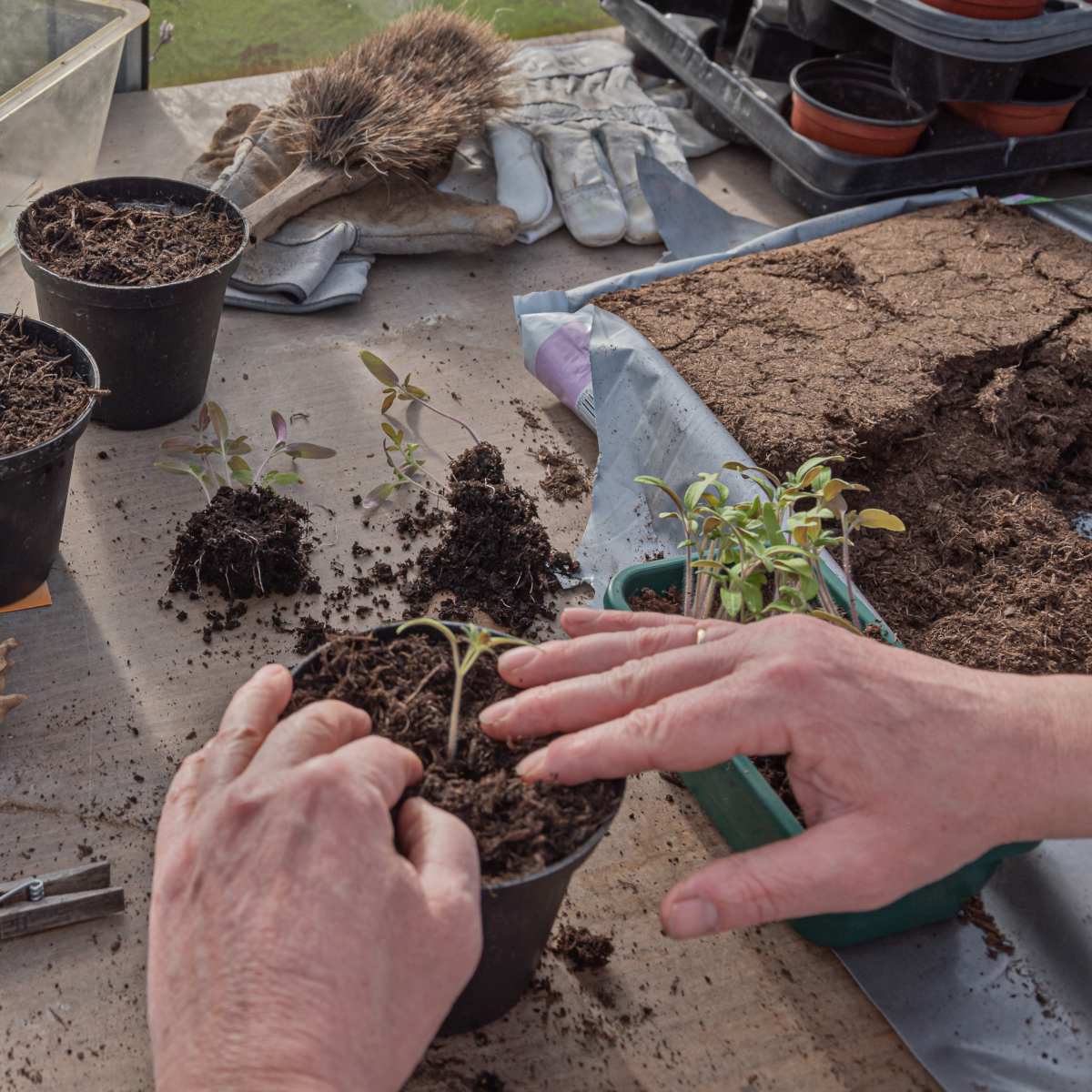 Repotting seedlings without leaving the house