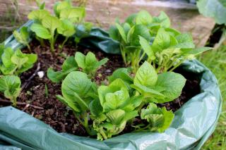 Bag with potatoes growing in it.