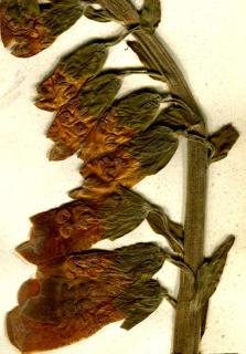 Dried foxglove flower set in a herbarium by children