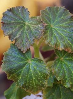 Begonia leaves with drops of water on them