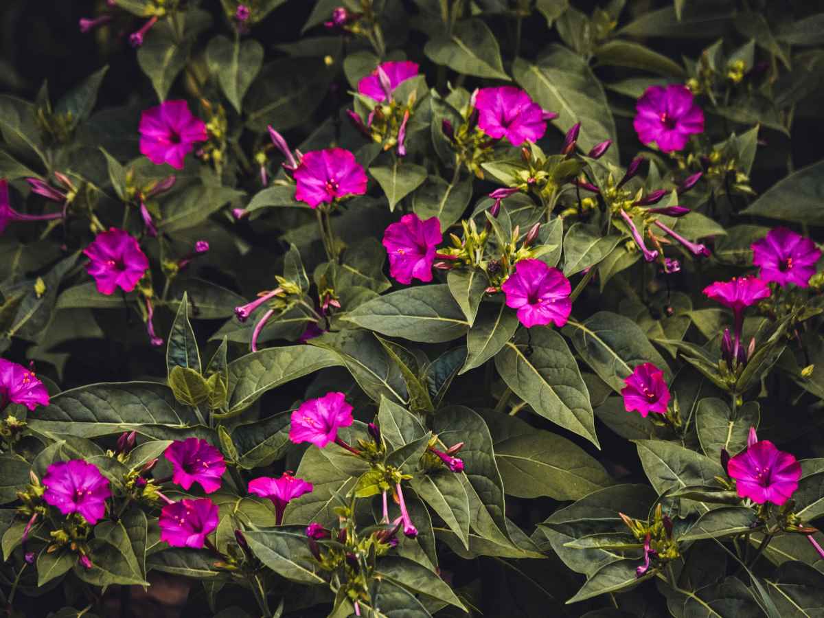 mirabilis jalapa