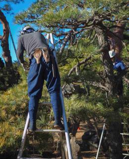 Professional gardener cutting a tree during lockdown