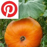 Picture related to Pumpkin overlaid with the 