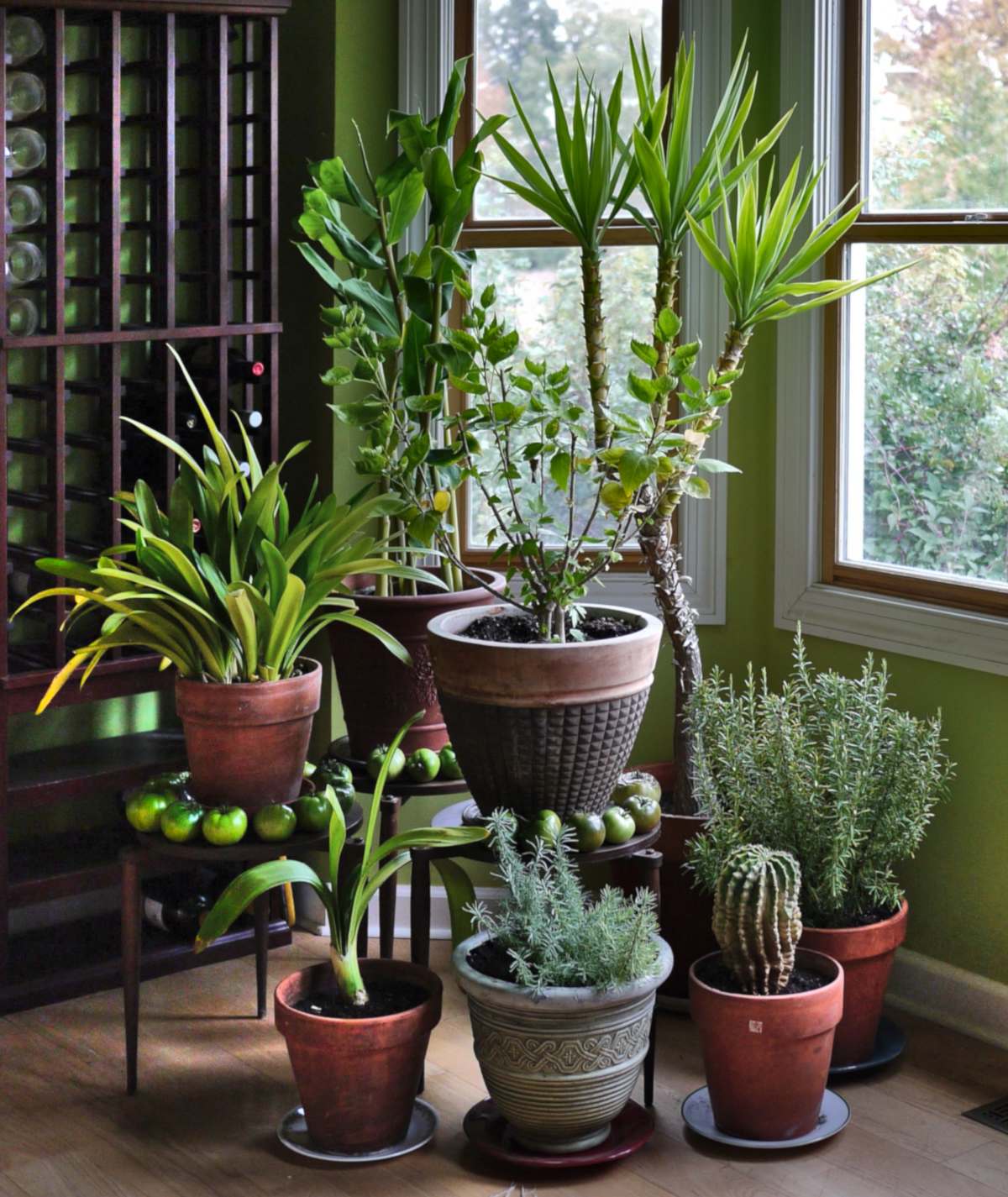 How to increase humidity for indoor plants