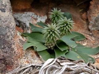 Shale plants