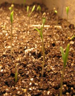 Sprouting tomato seeds