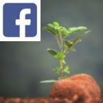 Picture related to Sowing tomato overlaid with the Facebook logo.