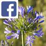 Picture related to Agapanthus overlaid with the Facebook logo.