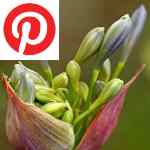 Picture related to Agapanthus overlaid with the Pinterest logo.