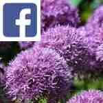 Picture related to Allium overlaid with the Facebook logo.