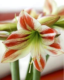 Proper care for amaryllis to bloom