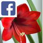 Picture related to Amaryllis overlaid with the Facebook logo.