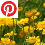 Picture related to Anthemis overlaid with the Pinterest logo.