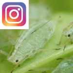 Picture related to Aphids overlaid with the 
