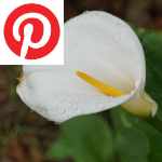 Picture related to Arum overlaid with the Pinterest logo.