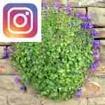 Picture related to Bellflower overlaid with the Instagram logo.
