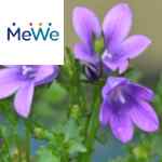Picture related to Bellflower overlaid with the MeWe logo.