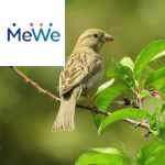Picture related to Birds poisoning shrubs overlaid with the MeWe logo.