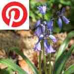 Picture related to Bluebells overlaid with the 