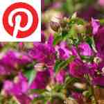 Picture related to Bougainvillea overlaid with the Pinterest logo.