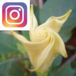 Picture related to Datura vs Brugmansia overlaid with the Instagram logo.