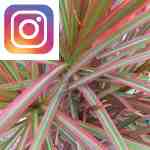 Picture related to Dracaena marginata overlaid with the Instagram logo.