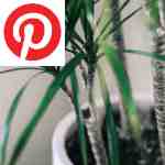 Picture related to Dracaena marginata overlaid with the Pinterest logo.
