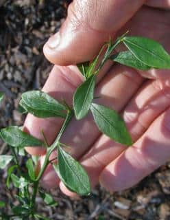 When to prune finger lime