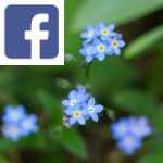 Picture related to Forget-me-not remembered overlaid with the Facebook logo.