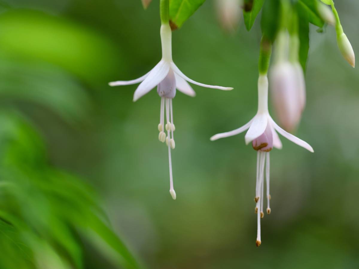 fuschia fuchsia