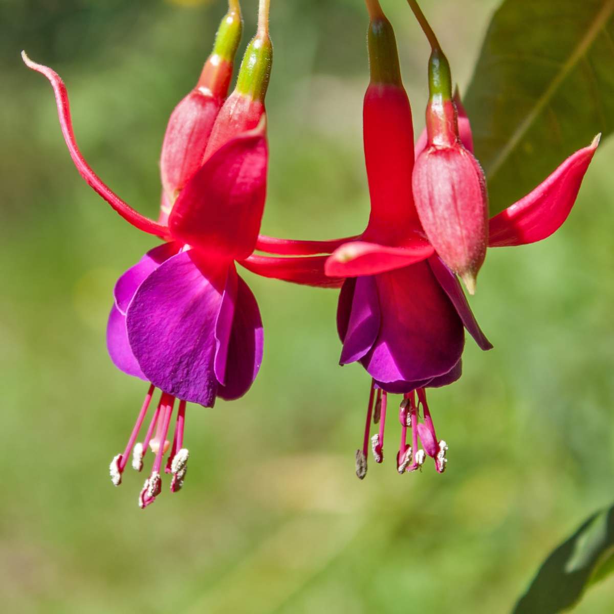 Fuschia plant flowers