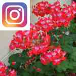 Picture related to Geranium overlaid with the Instagram logo.