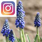 Picture related to Grape hyacinth overlaid with the 