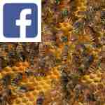 Picture related to Garden hives overlaid with the Facebook logo.