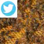 Picture related to Garden hives overlaid with the Twitter logo.