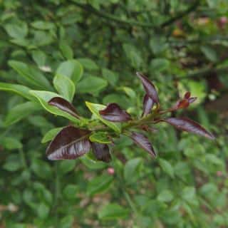 growth pruning suckers finger lime