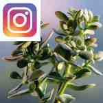Picture related to Jade tree overlaid with the Instagram logo.