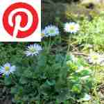 Picture related to Lawn daisy overlaid with the Pinterest logo.