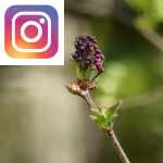 Picture related to Lilac overlaid with the Instagram logo.