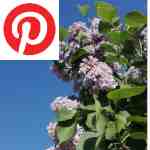 Picture related to Lilac overlaid with the Pinterest logo.