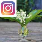 Picture related to Lily of the valley overlaid with the Instagram logo.