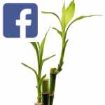 Picture related to Lucky bamboo overlaid with the Facebook logo.