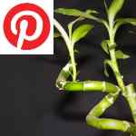 Picture related to Lucky bamboo overlaid with the Pinterest logo.