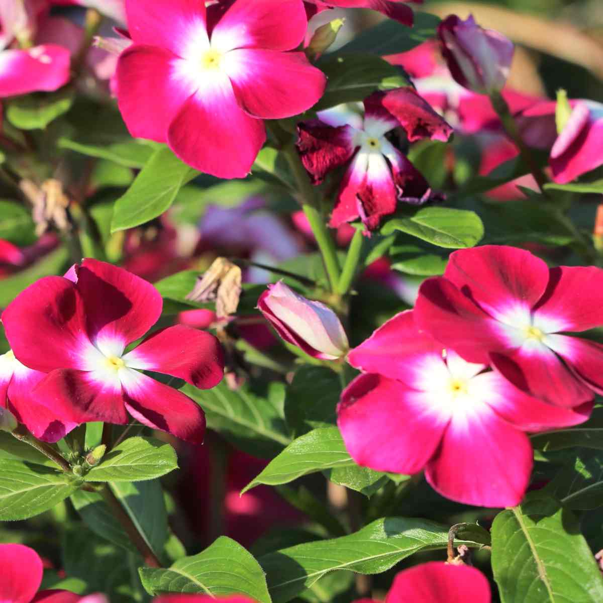 Red Madagascar Periwinkle with white halo