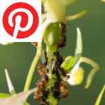 Picture related to Organic ant treatments overlaid with the Pinterest logo.
