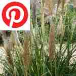 Picture related to Pampas grass overlaid with the Pinterest logo.