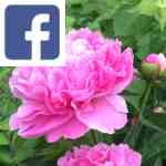 Picture related to Peony overlaid with the Facebook logo.