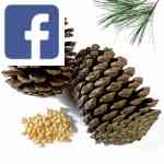 Picture related to Pine health benefits overlaid with the Facebook logo.