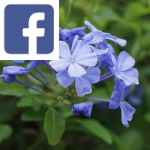Picture related to Plumbago overlaid with the Facebook logo.